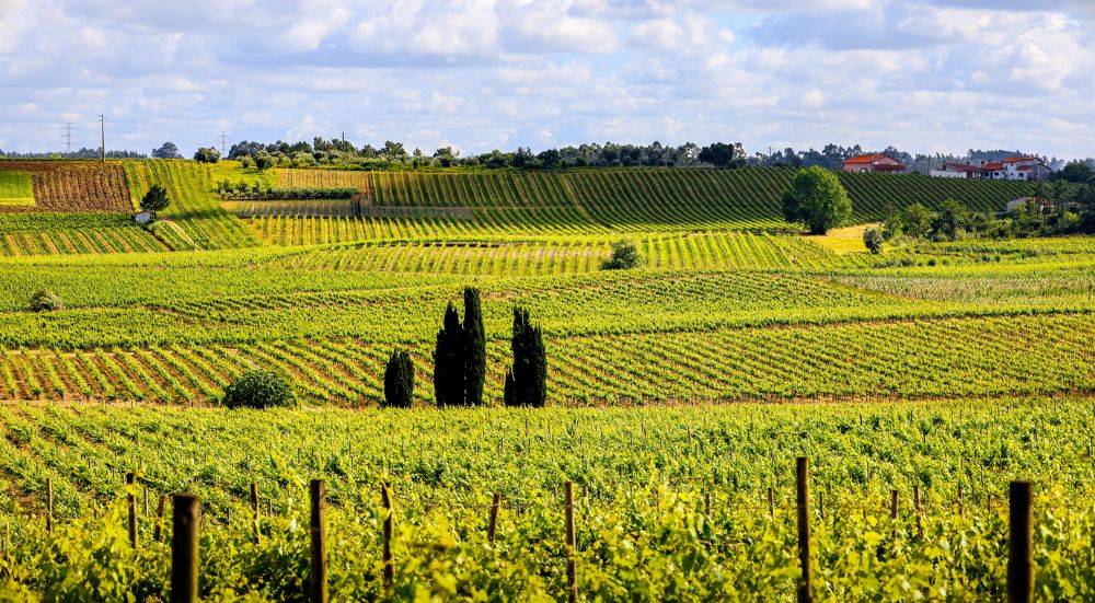 Vineyards in Barraida, Portugal